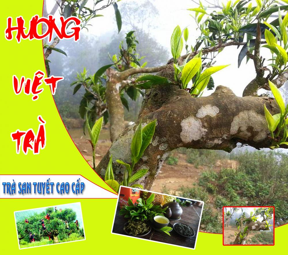 Hương Việt Trà Shan Tuyết Thượng Hạng rem-vai-06